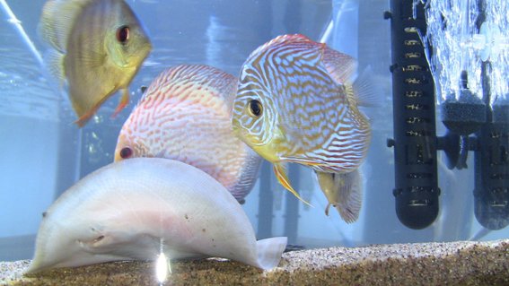 Rated #43: Freshwater Fish - Symphysodon Sp. - Snakeskin Discus Stocking In 75 Gallons Tank Rated #43: Freshwater Fish - Symphysodon Sp. - Snakeskin Discus Stocking In 75 Gallons Tank