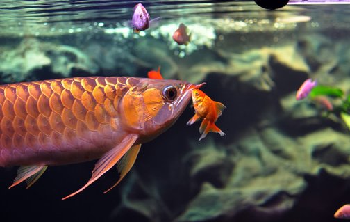 Rated #3: Freshwater Fish - Carassius Auratus - Fantail Goldfish - GOODNIGHT KISS Rated #3: Freshwater Fish - Carassius Auratus - Fantail Goldfish - GOODNIGHT KISS