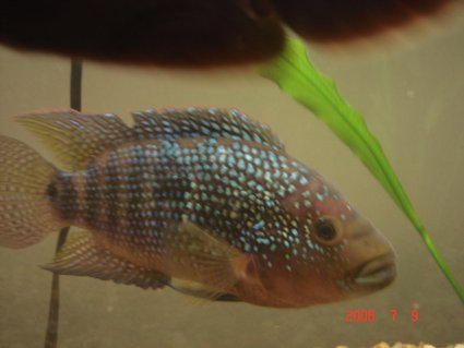 Rated #73: Freshwater Fish - Nandopsis Octofasciatum - Jack Dempsey Stocking In 55 Gallons Tank - My 8 Rated #73: Freshwater Fish - Nandopsis Octofasciatum - Jack Dempsey Stocking In 55 Gallons Tank - My 8" Jack Dempsey