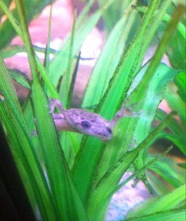 Rated #28: Freshwater Fish Stocking In 40 Gallons Tank - African Dwarf Frog Rated #28: Freshwater Fish Stocking In 40 Gallons Tank - African Dwarf Frog