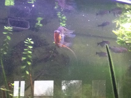 Rated #29: Freshwater Fish Stocking In 23 Gallons Tank - Balloon pearl gourami Rated #29: Freshwater Fish Stocking In 23 Gallons Tank - Balloon pearl gourami