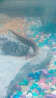 Rated #15: Freshwater Fish Stocking In 30 Gallons Tank - This is Michael Bubble-ay (get it), he is a young peacock eel and he acts like he owns the tank, hes not known for messing around much, one could even say hes the r-eel d-eel. Rated #15: Freshwater Fish Stocking In 30 Gallons Tank - This is Michael Bubble-ay (get it), he is a young peacock eel and he acts like he owns the tank, hes not known for messing around much, one could even say hes the r-eel d-eel.