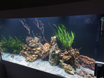 Rated #14: Freshwater Fish Stocking In 350 Gallons Tank - Malawi Cichlids Rated #14: Freshwater Fish Stocking In 350 Gallons Tank - Malawi Cichlids