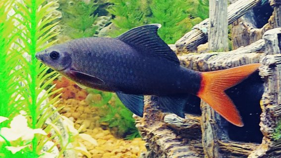 Rated #10: Freshwater Fish Stocking In 65 Gallons Tank - My Redtail Shark \ Rated #10: Freshwater Fish Stocking In 65 Gallons Tank - My Redtail Shark "Wanda"