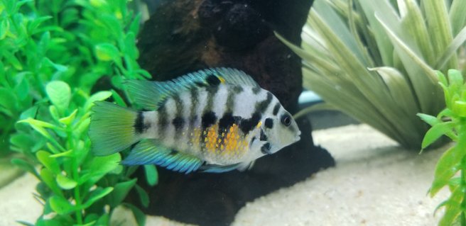 Rated #2: Freshwater Fish Stocking In 55 Gallons Tank - My female Convict cichlid. Rated #2: Freshwater Fish Stocking In 55 Gallons Tank - My female Convict cichlid.