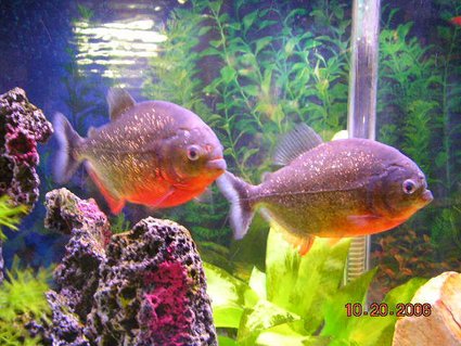 Rated #52: Freshwater Fish - Pygocentrus Nattereri - Redbellied Pirhana Stocking In 55 Gallons Tank - two 6 Rated #52: Freshwater Fish - Pygocentrus Nattereri - Redbellied Pirhana Stocking In 55 Gallons Tank - two 6" red belly peranah