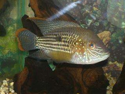 Rated #57: Freshwater Fish - Aequidens Rivulatus - Green Terror Stocking In 50 Gallons Tank - Green Terror Rated #57: Freshwater Fish - Aequidens Rivulatus - Green Terror Stocking In 50 Gallons Tank - Green Terror