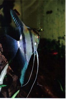 Rated #51: Freshwater Fish - Pterophyllum Sp. - Silver Zebra Angel Stocking In 55 Gallons Tank - Beautiful angel with blue patterns in the back Fin Rated #51: Freshwater Fish - Pterophyllum Sp. - Silver Zebra Angel Stocking In 55 Gallons Tank - Beautiful angel with blue patterns in the back Fin