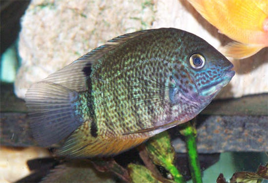Rated #10: Freshwater Fish - Heros Serverus - Green Severum Stocking In 110 Gallons Tank - This is Paulie my male turquoise severum; almost 4 inches. He has awesome color, I can't wait to see how he'll look at 6 or 7 inches. Rated #10: Freshwater Fish - Heros Serverus - Green Severum Stocking In 110 Gallons Tank - This is Paulie my male turquoise severum; almost 4 inches. He has awesome color, I can't wait to see how he'll look at 6 or 7 inches.