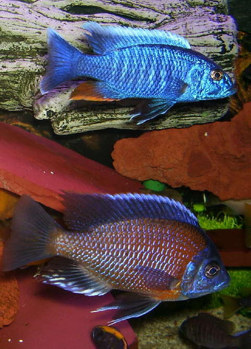 Rated #3: Freshwater Fish - Sciaenochromis Fryeri - Electric Blue Hap Stocking In 95 Gallons Tank - Sciaenochromis fryeri is on top and
Copadichromis borleyi (Kadango)is below
Both are proud fathers of many fry... Rated #3: Freshwater Fish - Sciaenochromis Fryeri - Electric Blue Hap Stocking In 95 Gallons Tank - Sciaenochromis fryeri is on top and
Copadichromis borleyi (Kadango)is below
Both are proud fathers of many fry...
