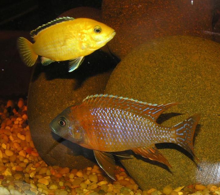 Rated #51: Freshwater Fish - Protomelas Taeniolatus - Red Empress Stocking In 55 Gallons Tank - tank mates Rated #51: Freshwater Fish - Protomelas Taeniolatus - Red Empress Stocking In 55 Gallons Tank - tank mates