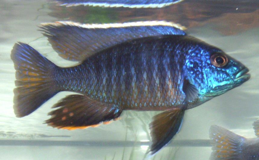 Rated #96: Freshwater Fish - Aulonocara Stuartgranti - Peacock Cichlid Stocking In 90 Gallons Tank - If you are rating this picture real low can you send me a message why. I thought this was a good picture of a great looking fish. Rated #96: Freshwater Fish - Aulonocara Stuartgranti - Peacock Cichlid Stocking In 90 Gallons Tank - If you are rating this picture real low can you send me a message why. I thought this was a good picture of a great looking fish.