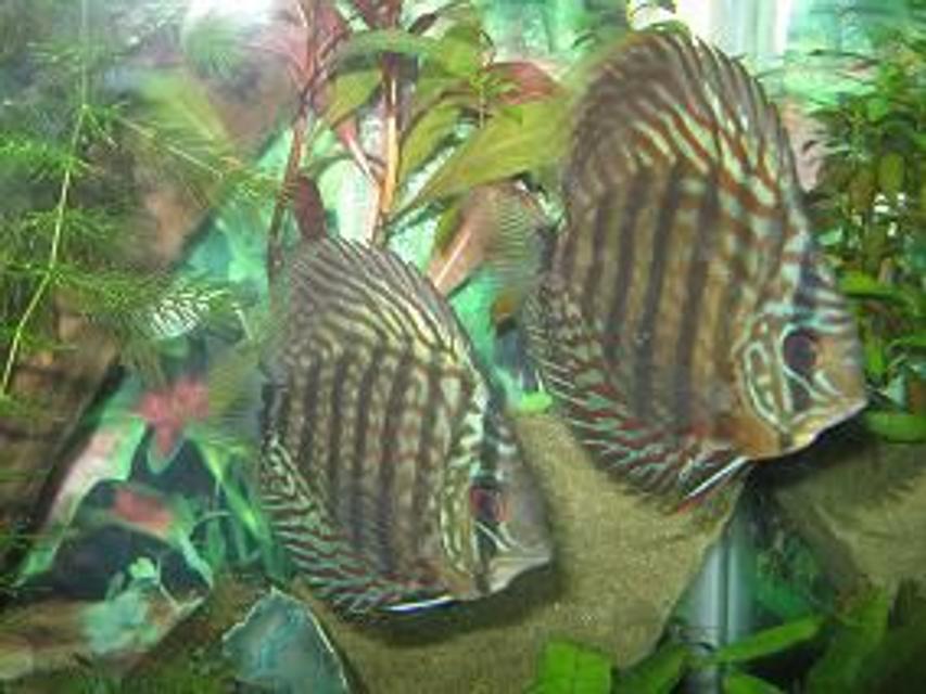 Rated #52: Freshwater Fish - Symphysodon Sp. - Green Tefe Discus Stocking In 45 Gallons Tank - My Red Turquoise Rated #52: Freshwater Fish - Symphysodon Sp. - Green Tefe Discus Stocking In 45 Gallons Tank - My Red Turquoise