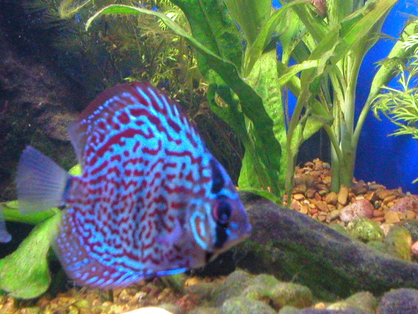 Rated #60: Freshwater Fish - Symphysodon Spp. - Red Turquoise Discus Stocking In 75 Gallons Tank - A spotted Discus Rated #60: Freshwater Fish - Symphysodon Spp. - Red Turquoise Discus Stocking In 75 Gallons Tank - A spotted Discus