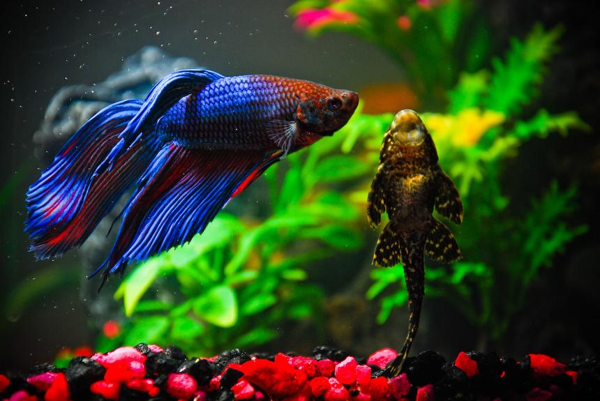 Rated #46: Freshwater Fish - Betta Splendens - Betta - Male Stocking In 10 Gallons Tank - "Bumpy" (the Betta) and "Admiral von Pleco" (the Pleco). Rated #46: Freshwater Fish - Betta Splendens - Betta - Male Stocking In 10 Gallons Tank - "Bumpy" (the Betta) and "Admiral von Pleco" (the Pleco).