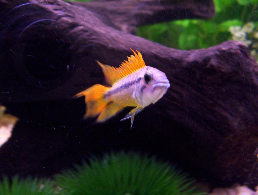 Rated #94: Freshwater Fish - Apistogramma Cacatuoides - Orange Cockatoo Cichlid Stocking In 72 Gallons Tank - My male Apistogramma Cacatuoides. I have to give him credit for coming to the front of the tank, trying to showoff, and stare down a 200 lb man, hehe. He Rated #94: Freshwater Fish - Apistogramma Cacatuoides - Orange Cockatoo Cichlid Stocking In 72 Gallons Tank - My male Apistogramma Cacatuoides. I have to give him credit for coming to the front of the tank, trying to showoff, and stare down a 200 lb man, hehe. He's the little king of the tank.