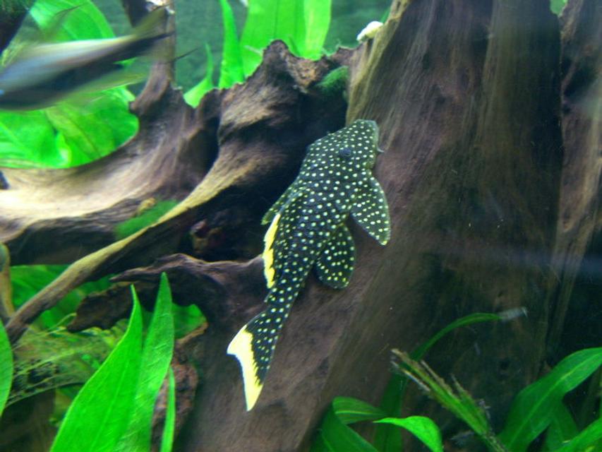 Rated #35: Freshwater Fish - Baryancistrus Sp. - Gold Nugget Pleco (l-18) Stocking In 166 Gallons Tank - Gold nugged pleco L-081 Rated #35: Freshwater Fish - Baryancistrus Sp. - Gold Nugget Pleco (l-18) Stocking In 166 Gallons Tank - Gold nugged pleco L-081