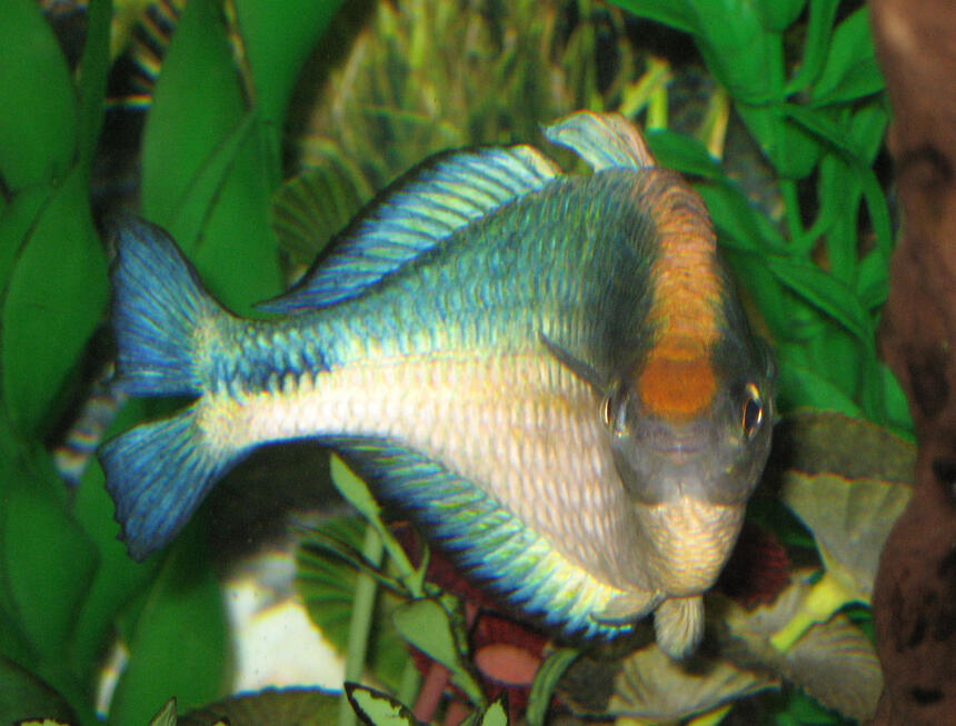Rated #59: Freshwater Fish - Melanotaenia Lacustris - Turquoise Rainbow Stocking In 55 Gallons Tank - Looks like my Turquoise Rainbow has a little attitude. Rated #59: Freshwater Fish - Melanotaenia Lacustris - Turquoise Rainbow Stocking In 55 Gallons Tank - Looks like my Turquoise Rainbow has a little attitude.