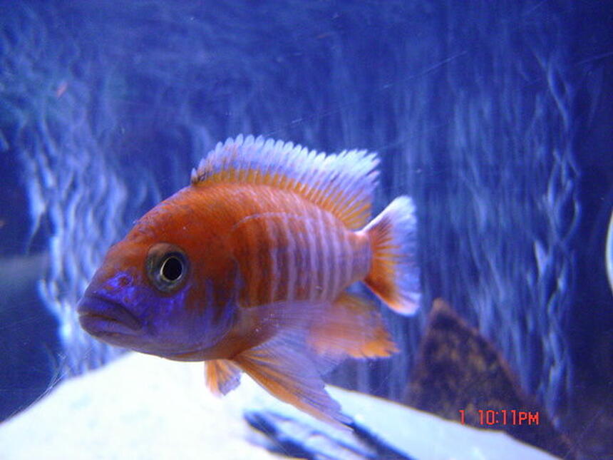 Rated #39: Freshwater Fish - Aulonocara Jacobfreibergi - Eureka Red Stocking In 65 Gallons Tank - RED PEACOCK Rated #39: Freshwater Fish - Aulonocara Jacobfreibergi - Eureka Red Stocking In 65 Gallons Tank - RED PEACOCK