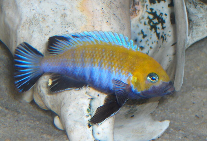 Rated #24: Freshwater Fish - Cynotilapia Afra - Afra Cichlid Stocking In 125 Gallons Tank - afra cobue Rated #24: Freshwater Fish - Cynotilapia Afra - Afra Cichlid Stocking In 125 Gallons Tank - afra cobue