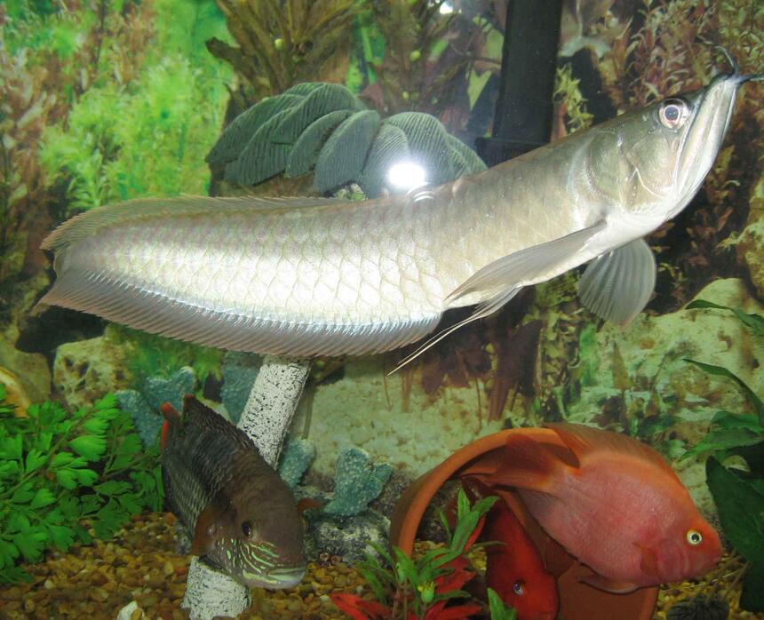 Rated #21: Freshwater Fish - Osteoglossum Bicirrhosum - Silver Arowana Stocking In 125 Gallons Tank - This is a picture of my 14" Arowana. In the background to the right are two parrot cichlids and on the left is my green terror. Rated #21: Freshwater Fish - Osteoglossum Bicirrhosum - Silver Arowana Stocking In 125 Gallons Tank - This is a picture of my 14" Arowana. In the background to the right are two parrot cichlids and on the left is my green terror.