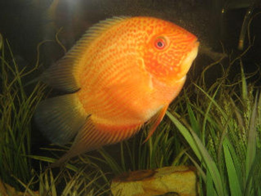 Rated #78: Freshwater Fish - Heros Serverus - Gold Severum Stocking In 30 Gallons Tank - My gold serevum is awesome!! His name is orange fish, he is about 5" and still growing. He even likes to be pet. I love this guy. Rated #78: Freshwater Fish - Heros Serverus - Gold Severum Stocking In 30 Gallons Tank - My gold serevum is awesome!! His name is orange fish, he is about 5" and still growing. He even likes to be pet. I love this guy.