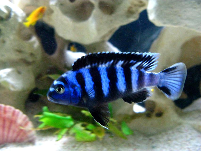 Rated #20: Freshwater Fish - Pseudotropheus Saulosi - Saulos Rated #20: Freshwater Fish - Pseudotropheus Saulosi - Saulos's Mbuna Stocking In 40 Gallons Tank - Pseudotropheus saulosi
