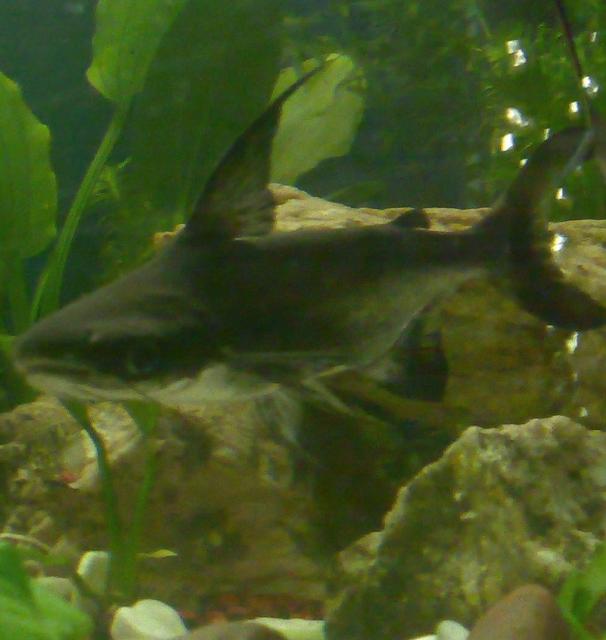 Rated #48: Freshwater Fish - Pangasius Suchi - Hi-fin Pangasius Stocking In 100 Gallons Tank - jonty (hi fin pangasius) Rated #48: Freshwater Fish - Pangasius Suchi - Hi-fin Pangasius Stocking In 100 Gallons Tank - jonty (hi fin pangasius)