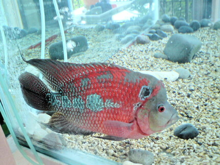 Rated #40: Freshwater Fish - Cichlasoma Sp. - Flower Horn Cichlid Stocking In 5 Gallons Tank - biter my flower horn Rated #40: Freshwater Fish - Cichlasoma Sp. - Flower Horn Cichlid Stocking In 5 Gallons Tank - biter my flower horn