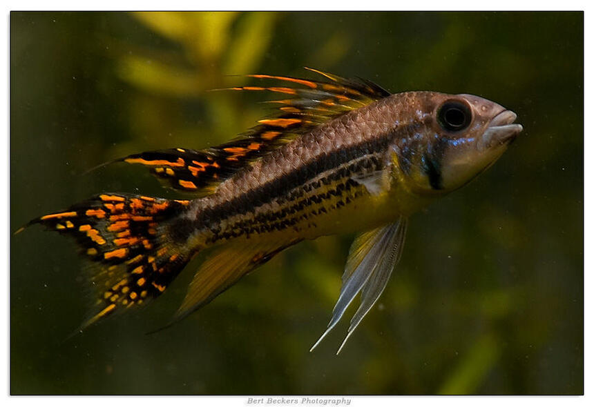 Rated #3: Freshwater Fish - Apistogramma Cacatuoides - Double Full Red Cockatoo Cichlid Stocking In 50 Gallons Tank - Apistogramma Cacatuoides Double Red Rated #3: Freshwater Fish - Apistogramma Cacatuoides - Double Full Red Cockatoo Cichlid Stocking In 50 Gallons Tank - Apistogramma Cacatuoides Double Red