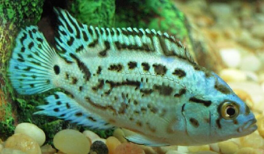 Rated #18: Freshwater Fish - Nandopsis Octofasciatum - Electric Blue Jack Dempsey Stocking In 150 Gallons Tank - My Electric Blue Jack Dempsey Rated #18: Freshwater Fish - Nandopsis Octofasciatum - Electric Blue Jack Dempsey Stocking In 150 Gallons Tank - My Electric Blue Jack Dempsey