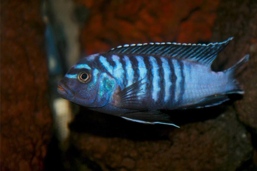 Rated #93: Freshwater Fish - Pseudotropheus Elongatus - Elongate Mbuna Stocking In 35 Gallons Tank - Pseudotropheus Elongatus Rated #93: Freshwater Fish - Pseudotropheus Elongatus - Elongate Mbuna Stocking In 35 Gallons Tank - Pseudotropheus Elongatus