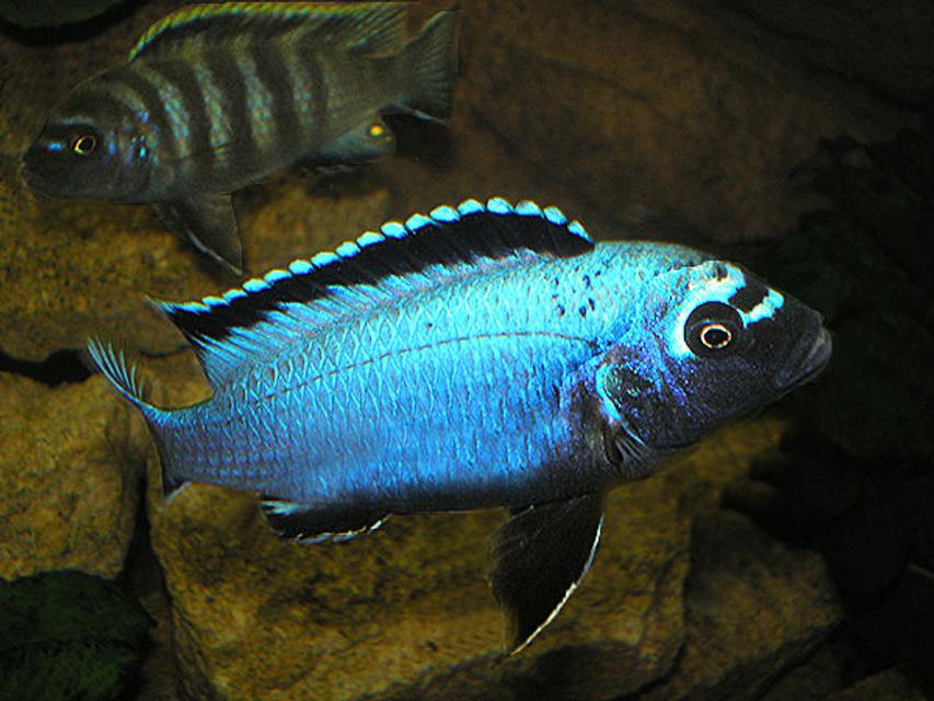 Rated #28: Freshwater Fish - Metriaclima Sp. Stocking In 63 Gallons Tank - "Membe Deep" Maingano - Dominant Male Rated #28: Freshwater Fish - Metriaclima Sp. Stocking In 63 Gallons Tank - "Membe Deep" Maingano - Dominant Male
