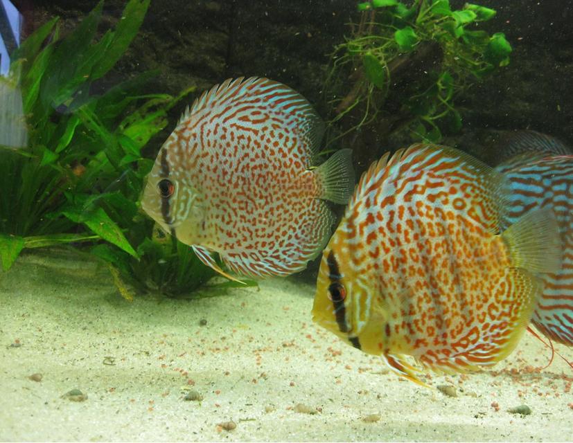 Rated #100: Freshwater Fish - Ring Leopard Discus - ring leos Rated #100: Freshwater Fish - Ring Leopard Discus - ring leos