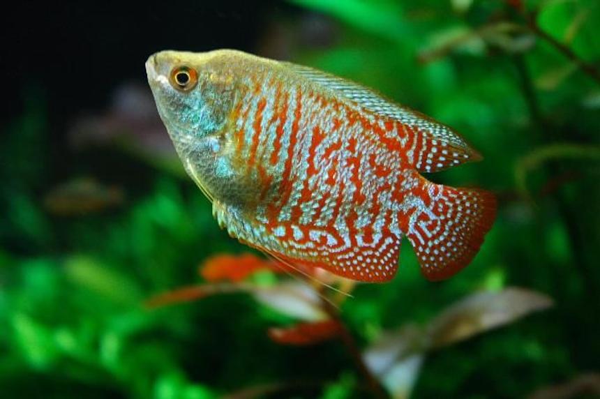 Rated #88: Freshwater Fish - Colisa Lalia - Dwarf Gourami Stocking In 47 Gallons Tank - Colisa Lalia Rated #88: Freshwater Fish - Colisa Lalia - Dwarf Gourami Stocking In 47 Gallons Tank - Colisa Lalia