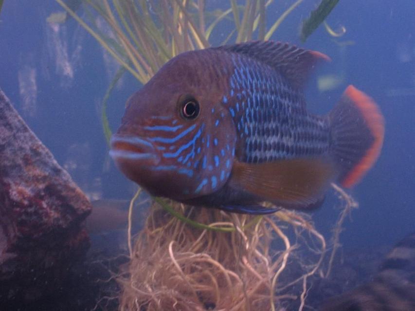 Rated #80: Freshwater Fish - Aequidens Rivulatus - Green Terror Stocking In 72 Gallons Tank - This is my green terror named Rico. Rated #80: Freshwater Fish - Aequidens Rivulatus - Green Terror Stocking In 72 Gallons Tank - This is my green terror named Rico.