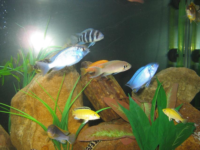 Rated #73: Freshwater Fish - Cyrtocara Moorii - Blue Dolphin Cichlid Stocking In 45 Gallons Tank - Some of the fish Rated #73: Freshwater Fish - Cyrtocara Moorii - Blue Dolphin Cichlid Stocking In 45 Gallons Tank - Some of the fish