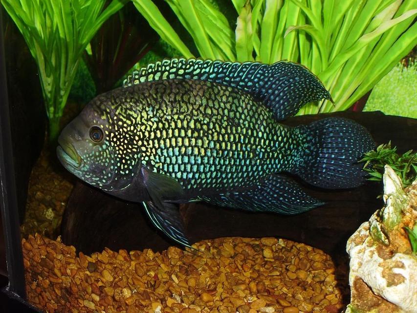 Rated #33: Freshwater Fish - Nandopsis Octofasciatum - Jack Dempsey Stocking In 75 Gallons Tank - Jack Dempsey Rated #33: Freshwater Fish - Nandopsis Octofasciatum - Jack Dempsey Stocking In 75 Gallons Tank - Jack Dempsey