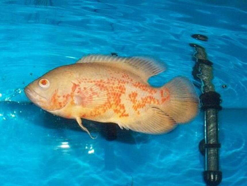 Rated #35: Freshwater Fish - Astronotus Ocellatus - Albino Oscar Stocking In 55 Gallons Tank - This is my 6" inch (ALBINO OSCAR). Hes just chillen in the water. Rated #35: Freshwater Fish - Astronotus Ocellatus - Albino Oscar Stocking In 55 Gallons Tank - This is my 6" inch (ALBINO OSCAR). Hes just chillen in the water.