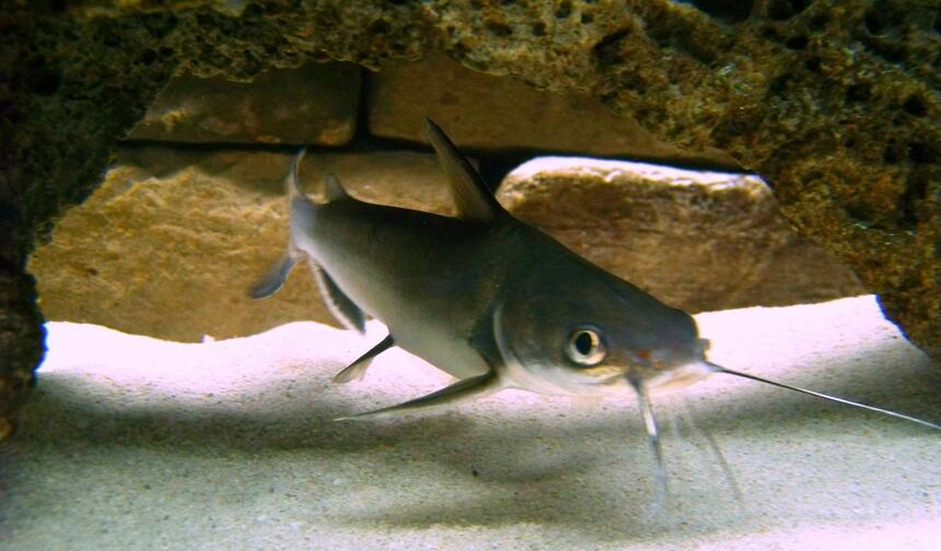 Rated #16: Freshwater Fish - Arius Jordani - Columbian Shark Stocking In 120 Gallons Tank - Columbian Cat Rated #16: Freshwater Fish - Arius Jordani - Columbian Shark Stocking In 120 Gallons Tank - Columbian Cat