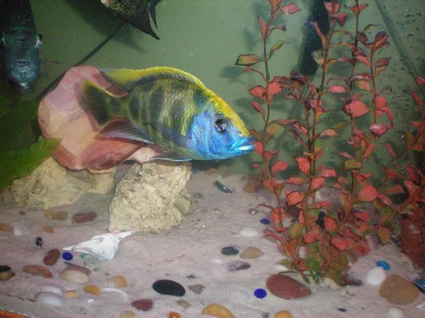 Rated #85: Freshwater Fish - Nimbochromis Venustus - Venustus Cichlid Stocking In 100 Gallons Tank - Good pic of our large Peacock Cichlid Rated #85: Freshwater Fish - Nimbochromis Venustus - Venustus Cichlid Stocking In 100 Gallons Tank - Good pic of our large Peacock Cichlid