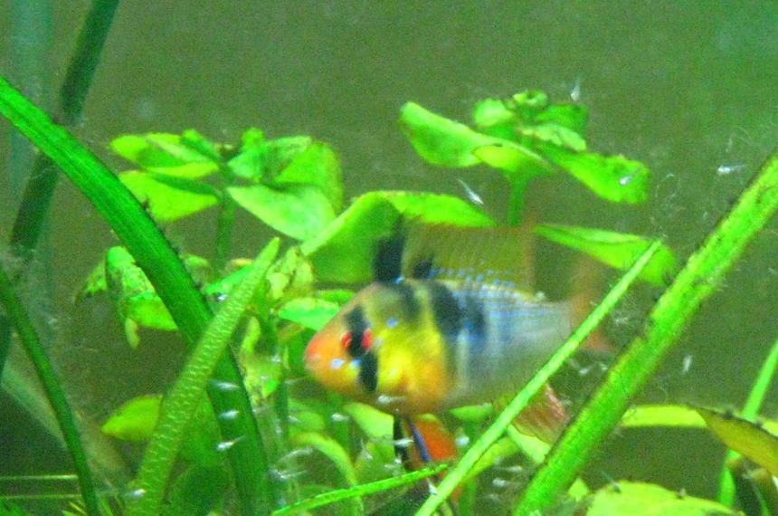 Rated #99: Freshwater Fish - Papiliochromis Ramirezi - German Blue Ram Stocking In 15 Gallons Tank - my male ram with fry Rated #99: Freshwater Fish - Papiliochromis Ramirezi - German Blue Ram Stocking In 15 Gallons Tank - my male ram with fry