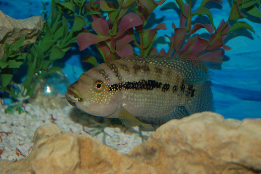 Rated #83: Freshwater Fish - Nandopsis Octofasciatum - Jack Dempsey Stocking In 55 Gallons Tank - Digger, my 5 inch Jack Dempsey Rated #83: Freshwater Fish - Nandopsis Octofasciatum - Jack Dempsey Stocking In 55 Gallons Tank - Digger, my 5 inch Jack Dempsey