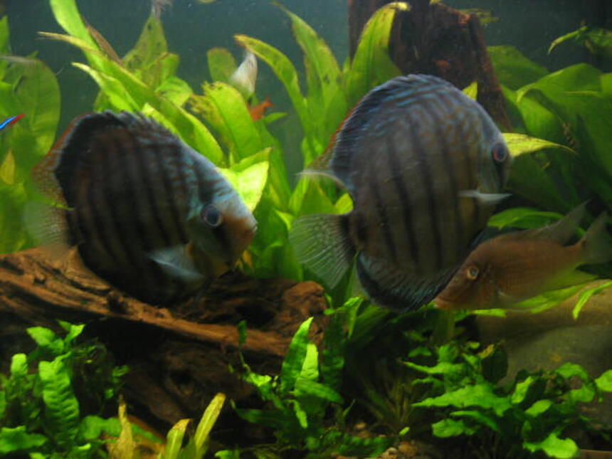 Rated #98: Freshwater Fish - Symphysodon Aequifasciata Sp. - Discus Stocking In 55 Gallons Tank - discus Rated #98: Freshwater Fish - Symphysodon Aequifasciata Sp. - Discus Stocking In 55 Gallons Tank - discus