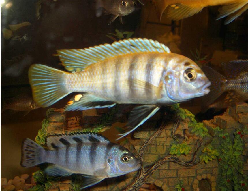 Rated #70: Freshwater Fish - Labidochromis Sp. - Hongi Stocking In 33 Gallons Tank - my fav in my cichlid tank! Rated #70: Freshwater Fish - Labidochromis Sp. - Hongi Stocking In 33 Gallons Tank - my fav in my cichlid tank!