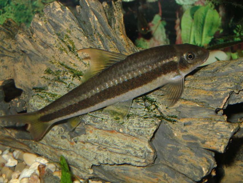 Rated #64: Freshwater Fish - Crossocheilus Siamensis - Siamese Flying Fox Stocking In 44 Gallons Tank - False Siamese Flying Fox Rated #64: Freshwater Fish - Crossocheilus Siamensis - Siamese Flying Fox Stocking In 44 Gallons Tank - False Siamese Flying Fox
