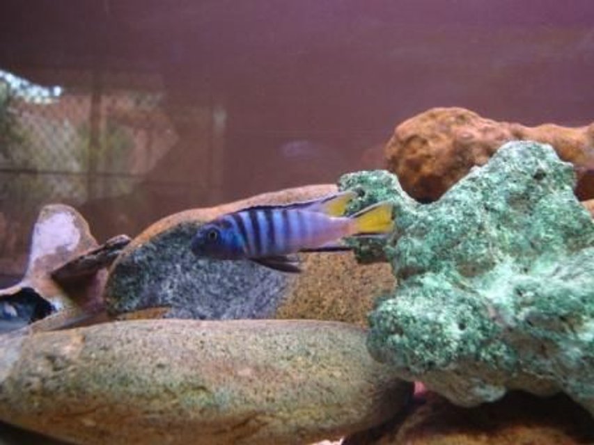 Rated #53: Freshwater Fish - Pseudotropheus Sp. - Mpanga Elongatus Stocking In 78 Gallons Tank - 12 month old cichlid i raised
-4 foot tank Rated #53: Freshwater Fish - Pseudotropheus Sp. - Mpanga Elongatus Stocking In 78 Gallons Tank - 12 month old cichlid i raised
-4 foot tank