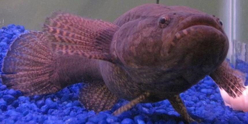 Rated #12: Freshwater Fish - Eleotris Picta - Spotted Seeper Stocking In 48 Gallons Tank - This is Russell. My "Water Cow Goby" also know as a "Spotted Sleeper Goby" or "Eleotris Picta" He will eat anything that will fit in his mouth so he has his very own tank!! Rated #12: Freshwater Fish - Eleotris Picta - Spotted Seeper Stocking In 48 Gallons Tank - This is Russell. My "Water Cow Goby" also know as a "Spotted Sleeper Goby" or "Eleotris Picta" He will eat anything that will fit in his mouth so he has his very own tank!!