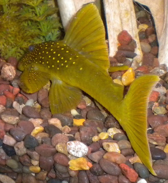 Rated #9: Freshwater Fish - Baryancistrus Demantoides - Green Phantom Pleco Stocking In 180 Gallons Tank - Green Phantom pleco Rated #9: Freshwater Fish - Baryancistrus Demantoides - Green Phantom Pleco Stocking In 180 Gallons Tank - Green Phantom pleco