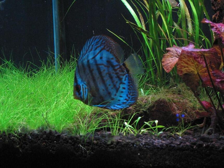 Rated #7: Freshwater Fish - Symphysodon Sp. - Cobalt Blue Discus Stocking In 75 Gallons Tank - My blue cobalt discus Patches Rated #7: Freshwater Fish - Symphysodon Sp. - Cobalt Blue Discus Stocking In 75 Gallons Tank - My blue cobalt discus Patches